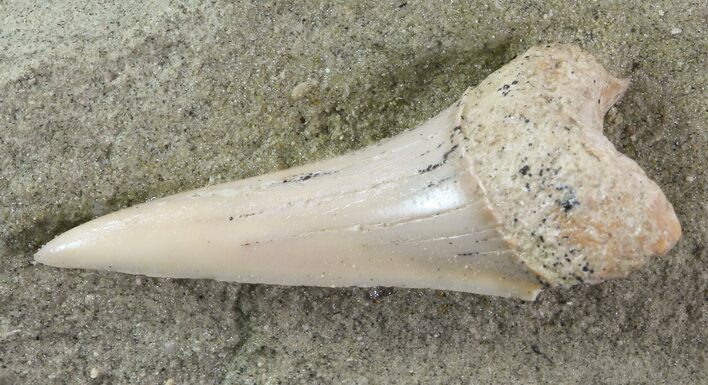 Mako Shark Tooth Fossil On Sandstone - Bakersfield, CA #68995